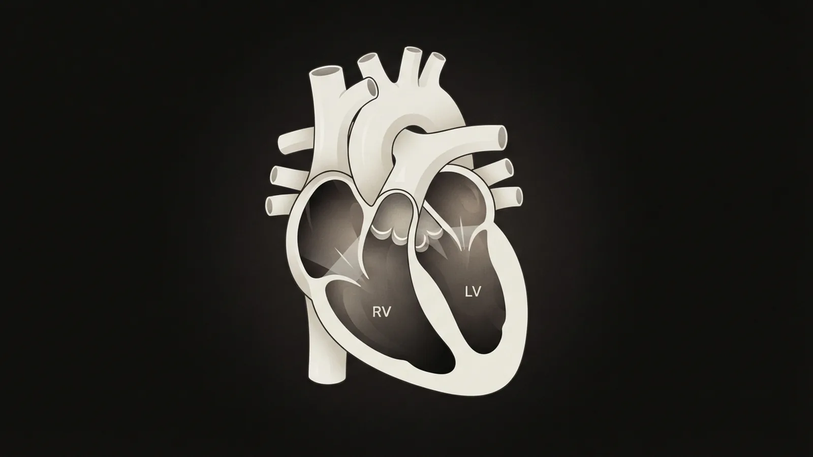 What Is Ventricular Compliance? Heart Filling Explained