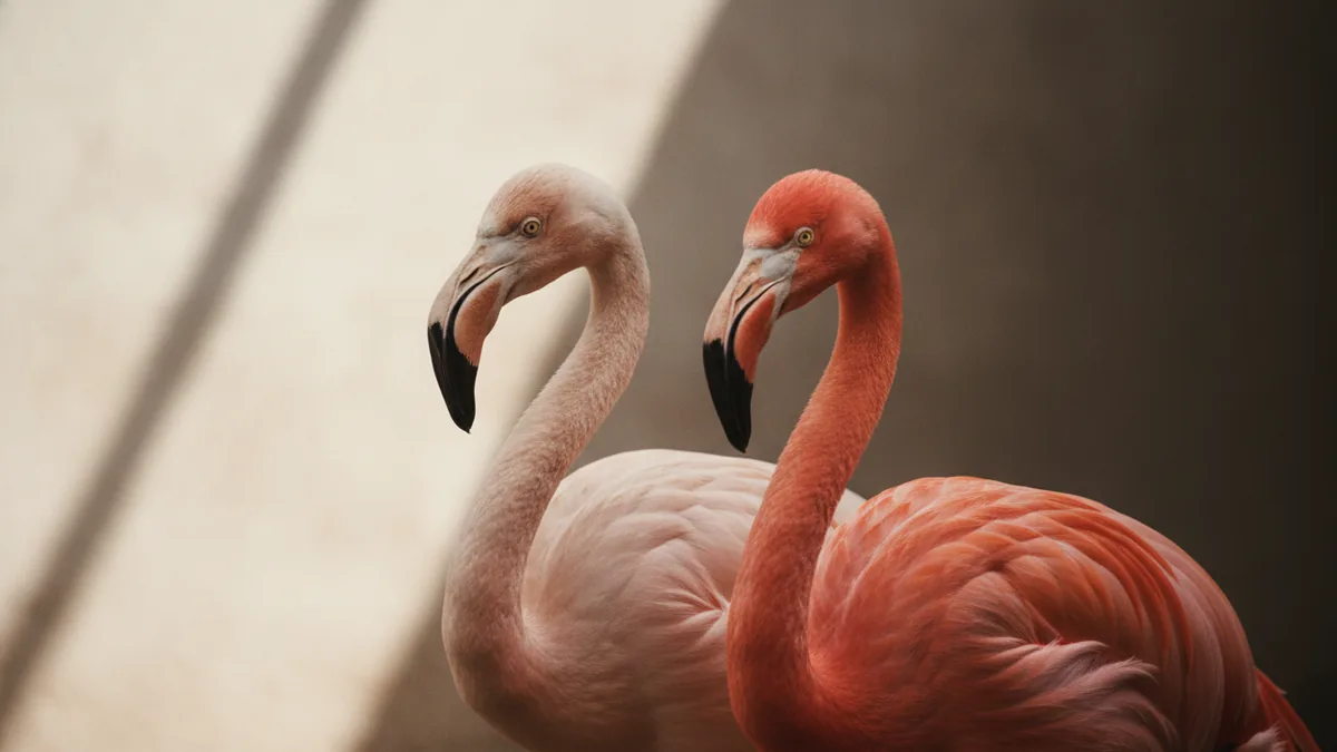 Two flamingos showing different pink shades in a natural habitat